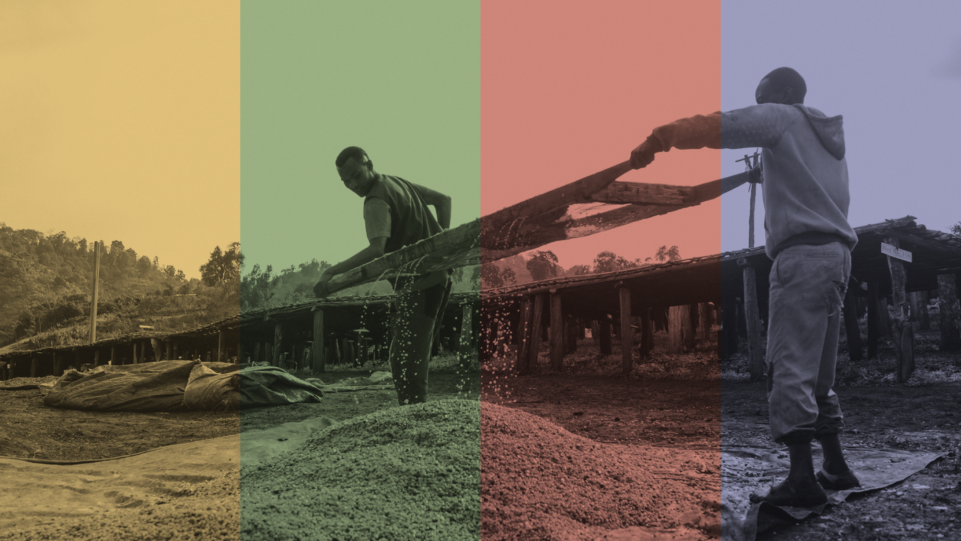 Image of coffee growers with different color overlays
