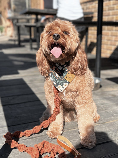 Pet Bandana / Floral